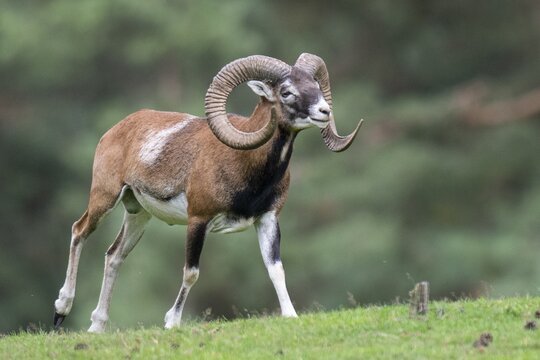 Mouflon (Ovis orientalis), Haltern, North Rhine-Westphalia, Germany