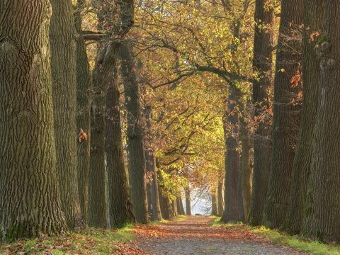 Oak avenue in autumn, Plothen pond area, Thuringia, Germany