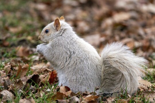 Eastern gray squirrel (sciurus carolinensis) sitting on forest floor and watching, typically rare genetic variants, not a distinct species, often caused by leucism (white fur, dark eyes) or, more rarely, albinism (white fur, red eyes), Montreal botanical garden, province of Quebec, Canada