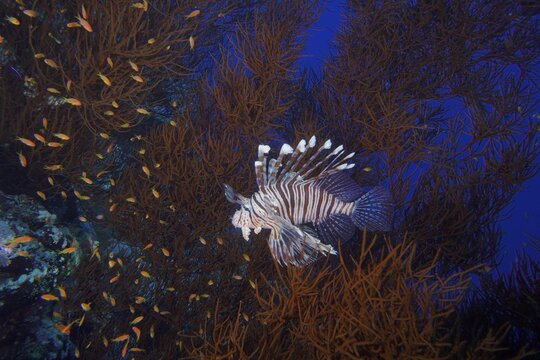 Indian (Lionfish Pterois miles) in Black Wire Coral (Antipathes dichotoma), hunting for sea goldie (Pseudanthias squamipinnis), St Johns Reef dive site, Saint Johns, Red Sea, Egypt