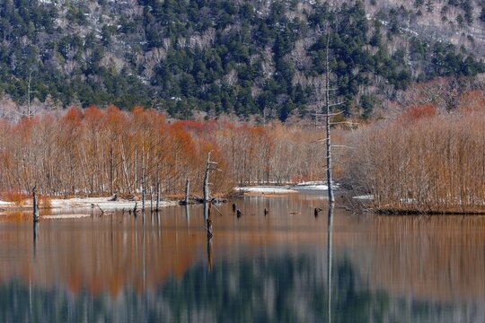 Trees reflected in Taisho Pond, Kamikochi, Matsumoto, Nagano, Japan