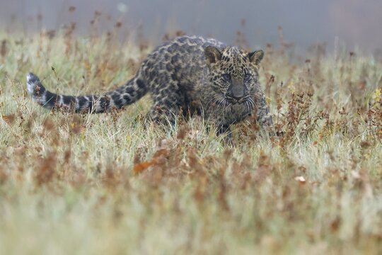 Indian indian leopard (Panthera pardus fusca) young in a meadow, Czech Republic