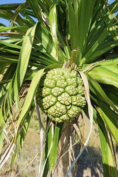 Pandanus fruit, Fiji, South Pacific islands