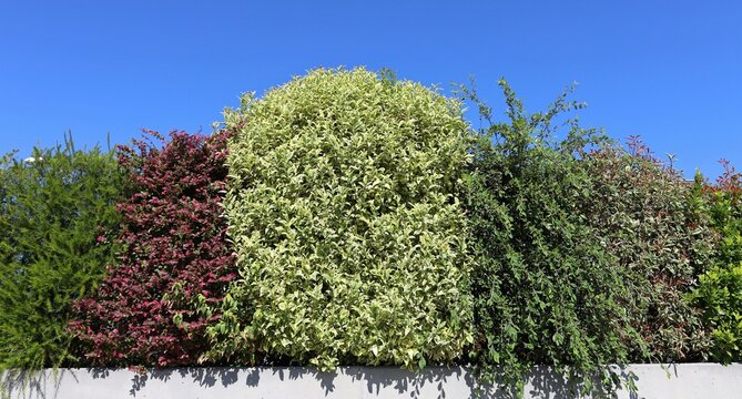 Ornamental mixed hedge made up of various shrubs with foliage of different colors, with a Variegated privet in the center. Red loropetalum chinese, coniferous plants and photinia by sides