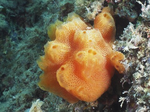 Bright orange coloured Elegant sea squirt (Didemnum commune) with ornate surfaces growing underwater on rocks, dive site Giens Peninsula, Mediterranean Sea, Porquerolles, Provence, C&ocirc;te d'Azur, France