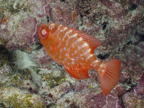 A red fish with a striking pattern, the Atlantic big-eyed grouper (Priacanthus arenatus), also known as the glass-eyed grouper, swims past a pink coral wall at the John Pennekamp Coral Reef State Park dive site, Key Largo, Florida Keys, Florida, USA