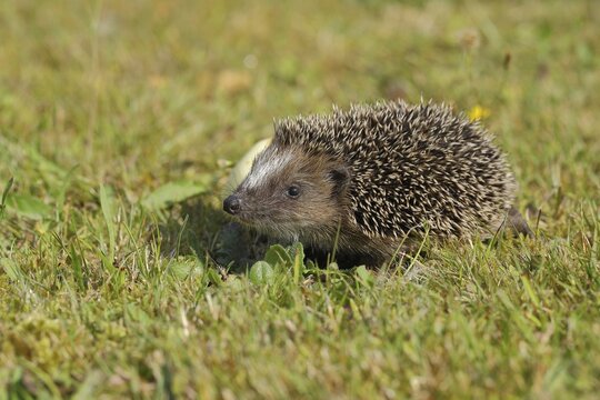 European hedgehog (erinaceus europaeus), juvenile, walking on a meadow orchard, Wildlife, Wilnsdorf, North Rhine-Westphalia, Germany