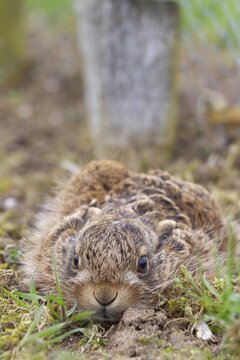 European brown hare (Lepus europaeus) juvenile baby leveret resting, Suffolk, England, United Kingdom