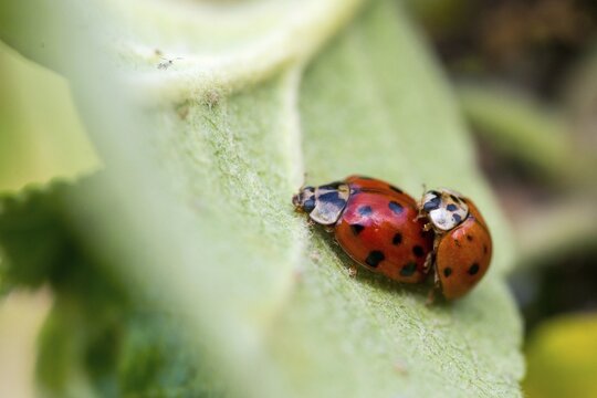 Asian ladybeetle, Asian ladybird, coccinellidae, coccinellinae, harlequin ladybird, harmonia axyridis, ladybird, ladybird, multicolored ladybird, beetle, coleoptera, harlequin, insects, copula, beetle, multicolored Asian, mating