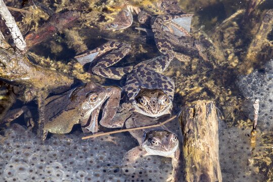 Three common toads (Bufo bufo) sitting in the water on spawn, moor pond, Oberstdorf, Oberallg&auml;u, Allg&auml;u, Bavaria, Germany