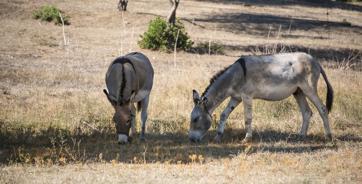 Two donkeys (Equus africanus asinus) grazing in the shade, Corsica, France