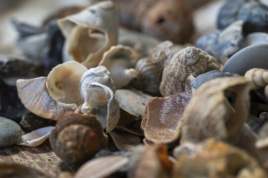 Collection of various beach snails, Houvig, North Sea, Denmark