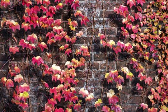 Wild vine (Parthenocissus tricuspidata), three-pointed maidenhair in autumn foliage, on brick wall, Duisburg, Ruhr area, North Rhine-Westphalia, Germany