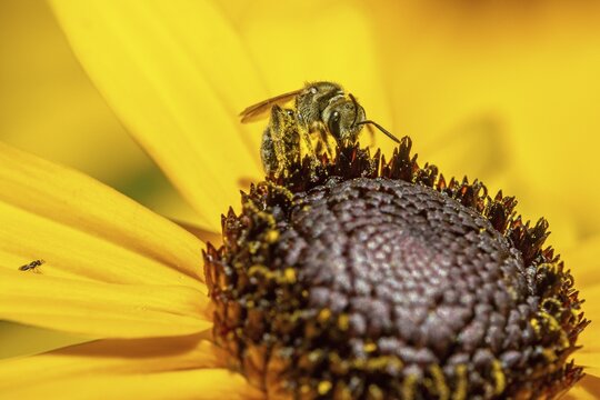 Yellow-banded furrow bee (Halictus scabiosae) perched on a flower of the yellow coneflower (Rudbeckia fulgida), collecting nectar, close-up, Baden-W&uuml;rttemberg, Germany