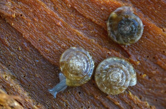 Discus rotundatus, spotted discus snail, spotted snail, spotted snail, spotted bowl snail, gastropod, mollusca, rotund disc, snails, molluscs