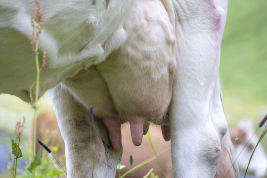 Udder of a dairy cow (Bos taurus), on an alpine meadow, Bernese Alps, Bernese Oberland, Switzerland