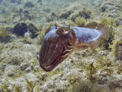 Common cuttlefish (Sepia officinalis) swims just above the algae-covered seabed in clear water, dive site: El Cabron Marine Reserve, Arinaga, Gran Canaria, Spain, Europe, Atlantic Ocean