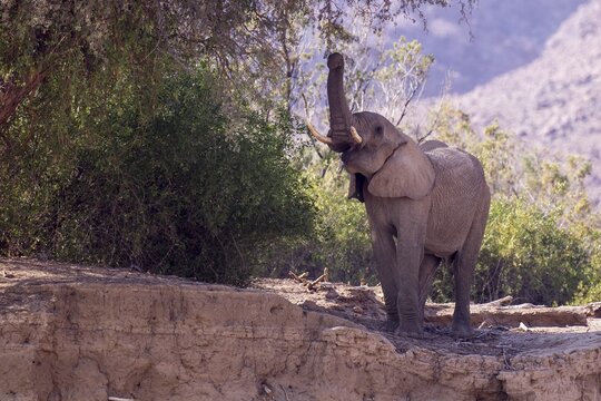 African Bush Elephant (Loxodonta africana) feeding, Hoarusib, Damaraland, Namibia