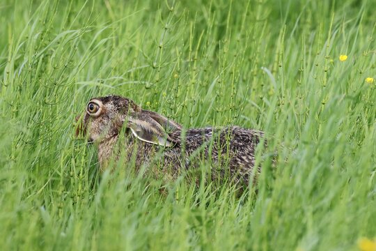 European hare (Lepus europaeus) hiding in a meadow, Schleswig-Holstein, Germany