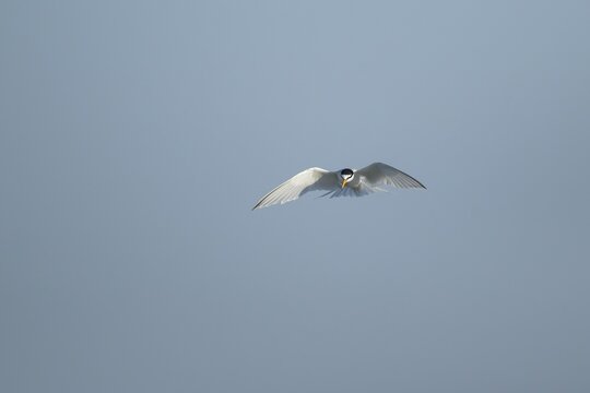 Little tern (Sternula albifrons) adult bird hovering in flight, Suffolk, England, United Kingdom