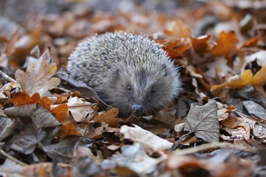 European hedgehog (Erinaceus europaeus) adult animal walking over fallen autumn leaves, Suffolk, England, United Kingdom