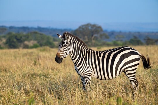 Plains zebra (Equus quagga) in the savannah, Serengeti National Park, Tanzania