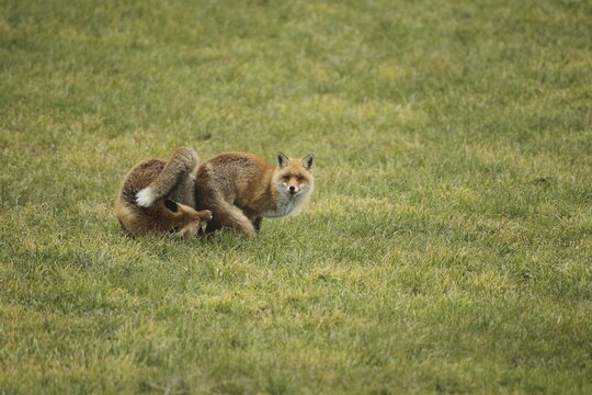 Fox (Vulpes vulpes) Ranz on the meadow, Allg&auml;u, Bavaria, Germany, Allg&auml;u, Bavaria, Germany