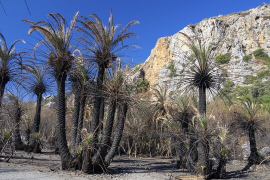 Burnt palm trees in front of a rocky cliff landscape under bright blue sky, forest fire, fire on July 30 and 31, 2026, bay on the south coast, palm beach, palm grove, Preveli beach, palm forest, Preveli, south coast, Retimnon province, Crete, Greek islands, Greece