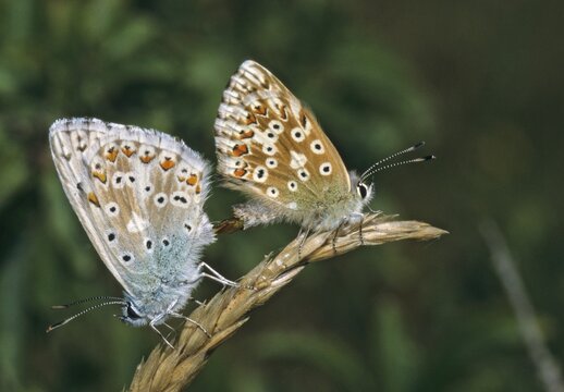 Lysandra coridon, polyommatus coridon, silverblue, silvergreen blue, butterfly, chalkhill blue, couple, insects, copula, mating, mating, butterfly, butterfly, butterflies