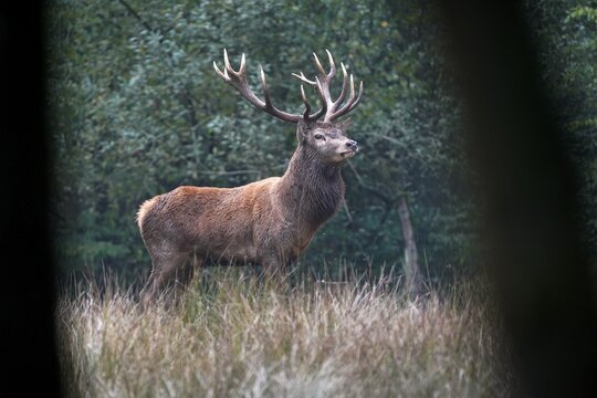 Red deer (Cervus elaphus), stag during the rut, captive