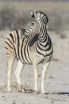 Plains Zebra (Equus quagga), Etosha National Park, Namibia