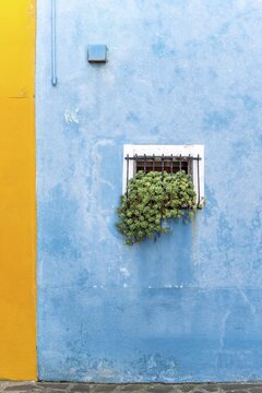 Blue wall with window and plants, colorful house wall, colorful facade, Burano Island, Venice, Veneto, Italy