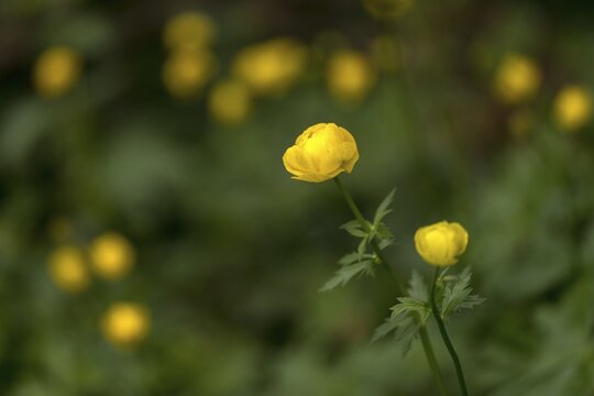 Budabin seed, buttercup, butter ball, butterrose, globe flower, goldhead, buttercup, ball ranunculus, ranunculaceae, trollflower, trollius europaeus, flora, plants, plants