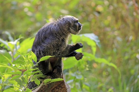 White-faced saki (Pithecia pithecia), adult, female, sitting on tree, alert, captive