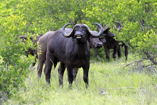 Cape buffalo (Syncerus caffer), adult, standing, alert, Kruger National Park, Limpopo Province, South Africa