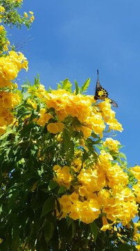 yellowbells yellow flowers against blue sky
Yellow elder Trumpetbush Yellow trumpet