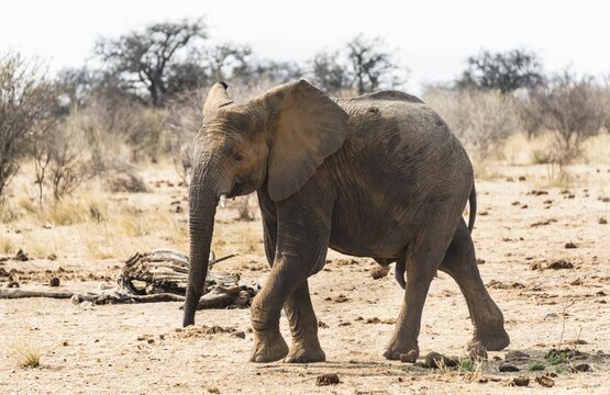 Young African Bush Elephant (Loxodonta africana), Etosha National Park, Namibia