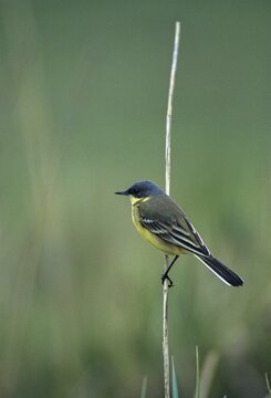 Dark-headed wagtail, motacilla flava thunbergi, Nordic sheeptail, birds, high size, portrait format, male, passeri, songbirds, birds