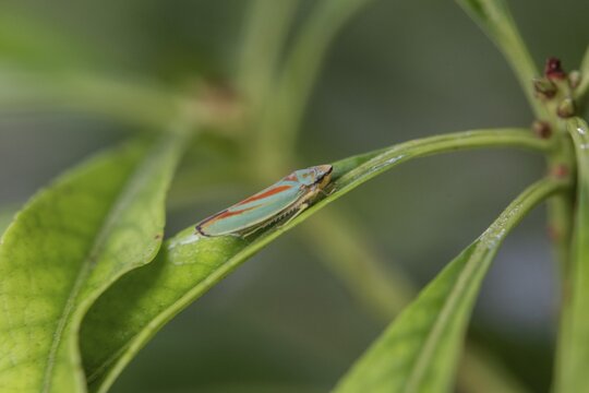 Rhododendron cicada (Cephaloscripta coccinea), Emsland, Lower Saxony, Germany