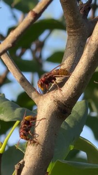Europ&auml;ische Hornisse (Vespa crabro) richtet sich auf den Hinterbeinen auf und vertreibt eine Artgenossin vom Baum. Nahaufnahme einer direkten Interaktion zwischen zwei Hornissen.