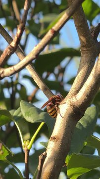 Europ&auml;ische Hornisse (Vespa crabro) in Nahaufnahme auf einem Ast. Detailreiche Naturaufnahme der gr&ouml;&szlig;ten heimischen Faltenwespe Deutschlands.