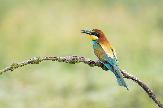 European Bee-eater, Merops apiaster, Bulgaria
