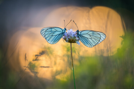 Black-veined White butterfly, Aporia crataegi, at dawn, Bulgaria