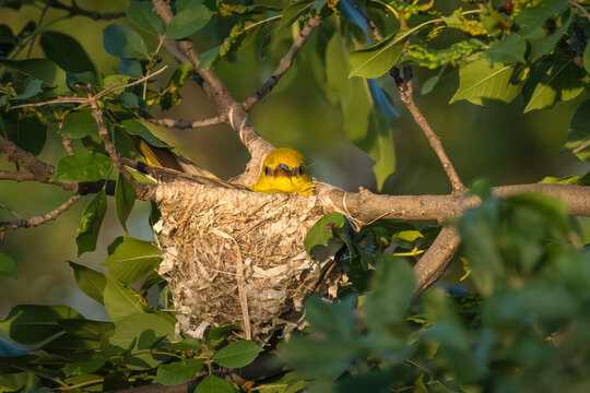 Female Golden Oriole sat on eggs in the nest, Oriolus oriolus, Bulgaria