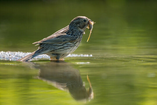 Corn Bunting with food in its beak, Emberiza calandra, Bulgaria