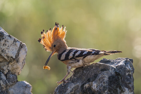 Eurasian Hoopoe bringing food to its young, Upupa epops, Bulgaria