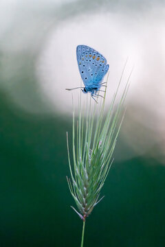 Common Blue butterfly, Polyommatus icarus, Bulgaria