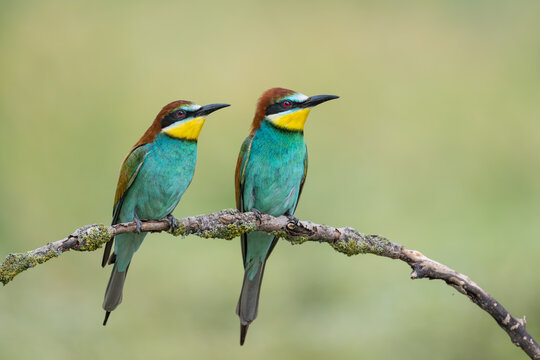 Pair of European Bee-eater, Merops apiaster, Bulgaria