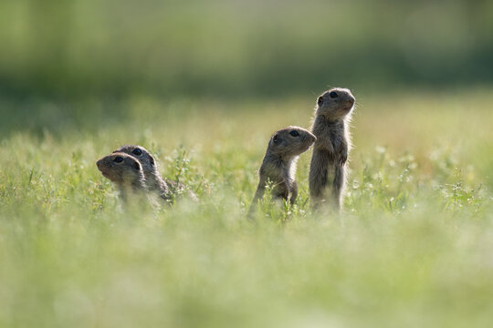 Group of Souslik standing tall alert to danger, European Ground squirrel, Spermophilus citellus, Bulgaria