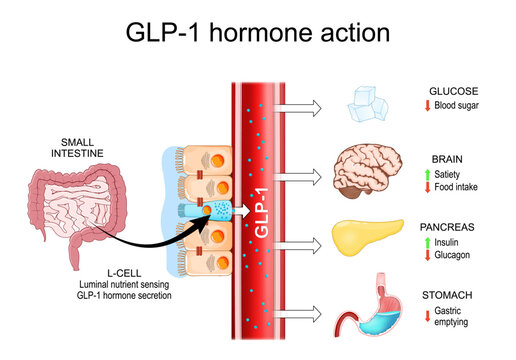 GLP-1 action Mechanism. Enteroendocrine L-Cell GLP-1 secretion. Metabolic health, satiety and gut motility. Obesity treatment.